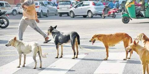 ਜਦੋਂ ਕੁੱਤਿਆਂ ‘ਤੇ ਲੱਗੀ ਧਾਰਾ 144, ਜਾਣੋ ਪੂਰਾ ਮਾਮਲਾ ਜਦੋਂ ਕੁੱਤਿਆਂ ‘ਤੇ ਲੱਗੀ ਧਾਰਾ 144, ਜਾਣੋ ਪੂਰਾ ਮਾਮਲਾ