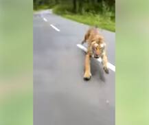 ਸੜਕ \'ਤੇ ਮੋਟਰਸਾਈਕਲ ਪਿੱਛੇ ਪਿਆ ਸ਼ੇਰ, ਦੇਖੋ ਰੌਂਗਟੇ ਖੜ੍ਹੇ ਕਰ ਦੇਣ ਵਾਲੀ ਵੀਡੀਓ