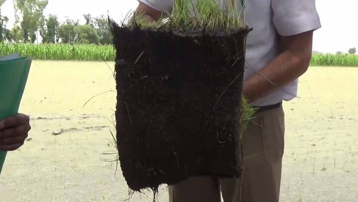 ਜਦੋਂ ਪੰਜਾਬ ਵਿੱਚ ਝੋਨੇ ਦਾ ਸੀਜ਼ਨ ਸ਼ੁਰੂ ਹੁੰਦਾ ਹੈ ਤਾਂ ਵੱਡੀ ਗਿਣਤੀ ਯੂਪੀ-ਬਿਹਾਰ ਦੇ ਪਰਵਾਸੀ ਮਜ਼ਦੂਰ ਖੇਤਾਂ ਵਿੱਚ ਹੱਥ ਨਾਲ ਝੋਨੇ ਦੀ ਲੁਆਈ ਕਰਦੇ ਹਨ ਜਿਸ ਕਰਕੇ ਕਿਸਾਨਾਂ ਨੂੰ ਕਾਫੀ ਮਹਿੰਗਾ ਰੇਟ ਦੇ ਕੇ ਝੋਨਾ ਲਵਾਉਣਾ ਪੈਂਦਾ ਹੈ। 