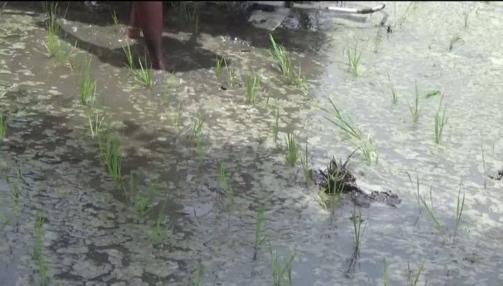 ਖੇਤੀਬਾੜੀ ਅਧਿਕਾਰੀ ਨੇ ਦੱਸਿਆ ਕਿ ਇਸ ਮਸ਼ੀਨ ਦਾ ਕੁੱਲ ਖਰਚਾ ਤਕਰੀਬਨ ਤਿੰਨ ਲੱਖ ਦੇ ਕਰੀਬ ਹੈ ਜਿਸ ਵਿੱਚੋਂ ਡੇਢ ਲੱਖ ਦੀ ਸਬਸਿਡੀ ਪੰਜਾਬ ਸਰਕਾਰ ਵੱਲੋਂ ਦਿੱਤੀ ਜਾ ਰਹੀ ਹੈ। 