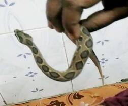 ਬੇਹੱਦ ਜ਼ਹਿਰੀਲੇ ਸੱਪ ਰੈਟਲ ਵਾਈਪਰ ਨੇ ਮਾਂ-ਧੀ ਨੂੰ ਡੱਸਿਆ, ਸੱਪ ਨੂੰ ਨਾਲ ਹੀ ਲੈ ਹਸਪਤਾਲ ਪਹੁੰਚੀਆਂ