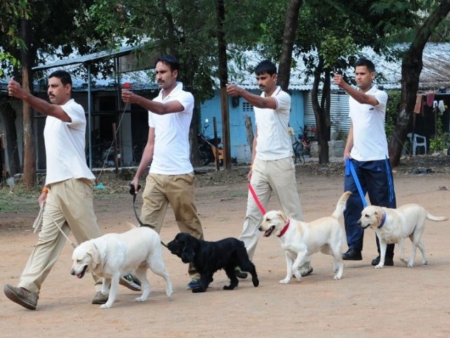 police canine transfers at centre of bjp cong fight in mp ਪੁਲਿਸ ਦੇ 46 ਖੋਜੀ ਕੁੱਤਿਆਂ ਦਾ ਤਬਾਦਲਾ, ਕਈ ਕੁੱਤਿਆਂ ਦੀ CM ਹਾਊਸ 'ਚ ਪੋਸਟਿੰਗ