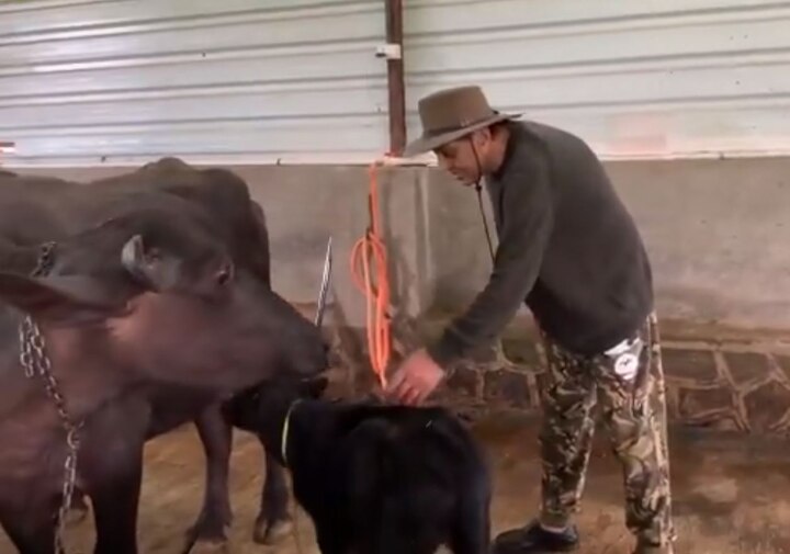 dharmendera in his farm house trying to feed new calf of his buffalo  ਧਰਮਿੰਦਰ ਸਿਖਾ ਰਹੇ ਕੱਟੀ ਨੂੰ ਦੁੱਧ ਚੁੰਘਣਾ, ਵੀਡੀਓ ਵਾਇਰਲ