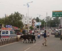 ਆਵਾਰਾ ਜਾਨਵਰ ਨੇ ਉਜਾੜਿਆ ਘਰ, ਪਤੀ-ਪਤਨੀ ਦੀ ਮੌਕੇ \'ਤੇ ਮੌਤ