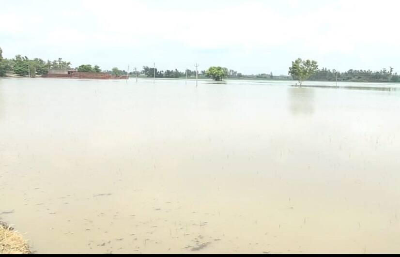 ਕਹਿਰ ਬਣ ਵਰ੍ਹਿਆ ਮੀਂਹ, 27000 ਏਕੜ ਫਸਲ ਬਰਬਾਦ peddy crop damaged due to heavy rain in faridkot ਕਹਿਰ ਬਣ ਵਰ੍ਹਿਆ ਮੀਂਹ, 27000 ਏਕੜ ਫਸਲ ਬਰਬਾਦ