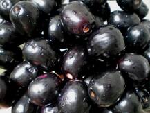 ਜਾਮਣਾਂ ਨਾਲ ਕਦੀ ਨਾ ਖਾਓ ਇਹ ਚੀਜ਼ਾਂ, ਬਣ ਸਕਦੀਆਂ ਜ਼ਹਿਰ