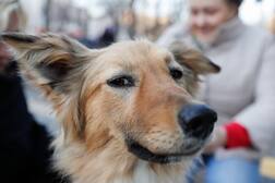 ਕੁੱਤੇ ਦੀ ਵਫਾਦਾਰੀ ਕਰ ਦੇਵੇਗੀ ਹੈਰਾਨ! ਸੈਂਕੜੇ ਕਿਲੋਮੀਟਰ ਚੱਲ ਕੇ ਮਾਲਕ ਕੋਲ ਪਹੁੰਚਿਆ