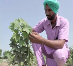 ਹੜ੍ਹਾਂ ਤੋਂ ਬਾਅਦ ਕਿਸਾਨਾਂ ਲਈ ਨਵੀਂ ਮੁਸੀਬਤ!