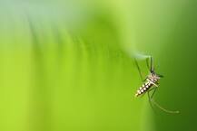 ਮੱਛਰਾਂ ਨੂੰ ਭਜਾਉਣ ਲਈ ਕਰੋ ਇਹ ਪੱਕਾ ਕੁਦਰਤੀ ਹੱਲ