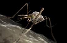 ਮੱਛਰਾਂ ਨੂੰ ਭਜਾਉਣ ਲਈ ਕਰੋ ਇਹ ਪੱਕਾ ਕੁਦਰਤੀ ਹੱਲ