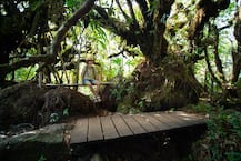 Internationl Day of Forests 2021: ਜਾਣੋ 21 ਮਾਰਚ ਨੂੰ ਮਨਾਏ ਜਾਂਦੇ ‘ਕੌਮਾਂਤਰੀ ਵਣ ਦਿਵਸ’ ਦੇ ਇਸ ਵਰ੍ਹੇ ਦਾ ਥੀਮ ਤੇ ਹੋਰ ਖ਼ਾਸ ਗੱਲਾਂ