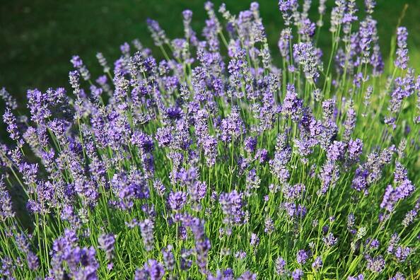 ਇਹ ਬੂਟੇ ਲਾ ਕੇ ਮੱਛਰਾਂ ਨੂੰ ਦੂਰ ਕਰ ਸਕਦੇ ਹੋ ਤੇ ਕੁਦਰਤੀ ਵਾਤਾਵਰਣ ਦਾ ਆਨੰਦ ਵੀ ਮਾਣ ਸਕਦੇ ਹੋ। 