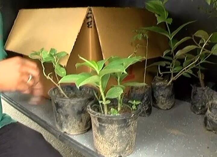 ਮੋਬਾਈਲ ਹਸਪਤਾਲ ਵਿੱਚੋਂ ਮਰੀਜ਼ਾਂ ਨੂੰ ਬੂਟੇ ਵੀ ਦਿੱਤੇ ਜਾਣਗੇ ਤਾਂ ਜੋ ਆਲਾ ਦੁਆਲਾ ਹਰਿਆ ਭਰਿਆ ਬਣਾਇਆ ਜਾ ਸਕੇ।