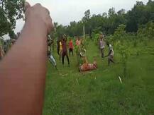 ਲੋਕਾਂ ਨੇ ਡਾਂਗਾਂ ਨਾਲ ਕੁੱਟ-ਕੁੱਟ ਮਾਰੀ ਸ਼ੇਰਨੀ, ਵੀਡੀਓ ਵਾਇਰਲ