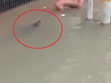 ਮੀਂਹ ਦੇ ਪਾਣੀ ਨਾਲ ਰੁੜ੍ਹ ਕੇ ਆਏ ਮਗਰਮੱਛ, ਰਿਹਾਇਸ਼ੀ ਇਲਾਕਿਆਂ \'ਚ ਦਹਿਸ਼ਤ