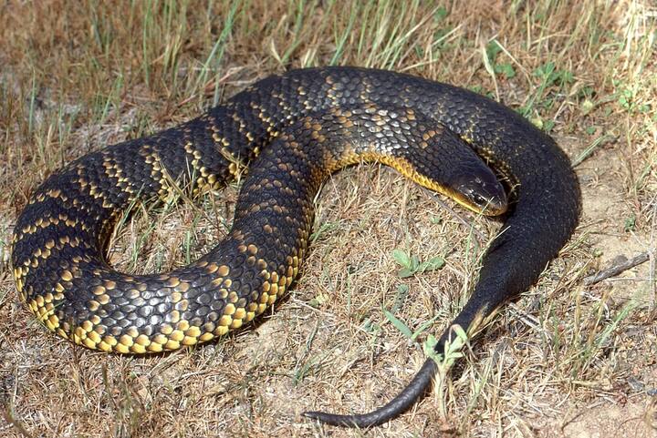 ਟਾਈਗਰ ਸਨੇਕ ਵੀ ਕਾਫੀ ਜ਼ਹਿਰੀਲਾ ਸੱਪ ਹੈ ਤੇ ਆਸਟ੍ਰੇਲੀਆ ਵਿੱਚ ਪਾਇਆ ਜਾਂਦਾ ਹੈ। ਇਸ ਦੇ ਕੱਟਣ ਨਾਲ 30 ਮਿੰਟ ਤੋਂ ਲੈ ਕੇ 24 ਘੰਟੇ ਅੰਦਰ ਮੌਤ ਹੋ ਸਕਦੀ ਹੈ।