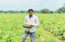 ਕਿਸਾਨ ਦਾ ਕਮਾਲ, ਕੱਦੂ ਬੀਜ ਕੇ 3 ਮਹੀਨਿਆਂ \'ਚ ਕਮਾਏ ਸਾਢੇ 3 ਲੱਖ