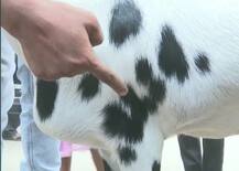 8,00,000 ਰੁਪਏ \'ਚ ਵਿਕਿਆ ਇਹ ਬੱਕਰਾ, ਆਖ਼ਰ ਕੀ ਹੈ ਇਸ ਦੀ ਖ਼ਾਸੀਅਤ