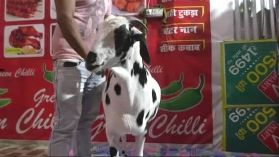 ਨਿਜ਼ਾਮੁਦੀਨ ਦਾ ਕਹਿਣਾ ਹੈ ਕਿ ਇਹ ਬੱਕਰਾ ਉਹ ਕਾਜ਼ੀਪੁਰ ਤੋਂ 22 ਮਹੀਨੇ ਪਹਿਲਾਂ ਲੈ ਕੇ ਆਏ ਸੀ। ਉਸ ਦੇ ਸਰੀਰ 'ਤੇ ਅੱਲ੍ਹਾ ਲਿਖਿਆ ਹੋਇਆ ਹੈ। ਅੰਮੀ ਦੇ ਨਮਾਜ਼ ਪੜ੍ਹਨ ਦੌਰਾਨ ਸਲਾਮ ਫੇਰਨ ਵੇਲੇ ਉਸ ਦੀ ਗਰਦਨ 'ਤੇ ਕੁਦਰਤੀ ਤੌਰ 'ਤੇ ਅੱਲ੍ਹਾ ਲਿਖਿਆ ਹੋਇਆ ਦਿੱਸਿਆ।