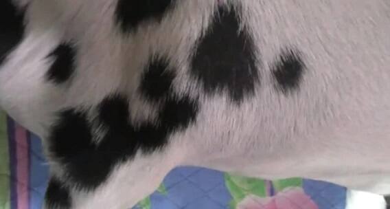 ਪੂਰਾ ਮੁਹੱਲਾ ਉਸ ਨੂੰ ਪਿਆਰ ਨਾਲ ਸਲਮਾਨ ਬੁਲਾਉਂਦਾ ਸੀ। ਬੱਕਰੇ ਦੀ ਗਰਦਨ ਹੇਠਾਂ ਕੁਦਰਤੀ ਤੌਰ 'ਤੇ ਅਰਬੀ ਭਾਸ਼ਾ ਵਿੱਚ ਅੱਲ੍ਹਾ ਲਿਖਿਆ ਹੋਇਆ ਸੀ। ਇਸੇ ਵਜ੍ਹਾ ਕਰਕੇ ਇਸ ਦੀ ਬੋਲੀ 8 ਲੱਖ ਰੁਪਏ ਵਿੱਚ ਲਾਈ ਗਈ। ਉਹ ਗੋਰਖਪੁਰ ਦਾ ਸਭ ਤੋਂ ਮਹਿੰਗਾ ਬੱਕਰਾ ਸੀ।