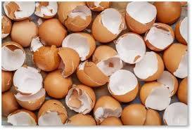 ਅੰਡਿਆਂ ਦੇ ਛਿਲਕੇ ਵੀ ਕਰਦੇ ਕਮਾਲ, ਖੋਜ ’ਚ ਖ਼ੁਲਾਸਾ ਅੰਡਿਆਂ ਦੇ ਛਿਲਕੇ ਵੀ ਕਰਦੇ ਕਮਾਲ, ਖੋਜ ’ਚ ਖ਼ੁਲਾਸਾ