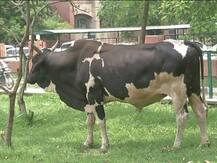 ਆਵਾਰਾ ਪਸ਼ੂ ਸੰਭਾਲਣਗੇ ਪੰਜਾਬ ਦੀਆਂ ਜੇਲ੍ਹਾਂ \'ਚ ਬੰਦ ਕੈਦੀ !