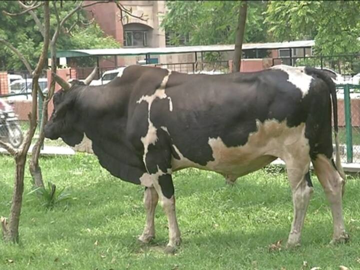 ਨਗਰ ਨਿਗਮ ਨੇ ਸਰਕਰ ਨੂੰ ਕਿਹਾ ਹੈ ਕਿ ਜਿਵੇਂ ਪਿੰਡਾਂ ਵਿੱਚ ਕਮੇਟੀਆਂ ਤੇ ਪੰਚਾਇਤਾਂ ਬਣੀਆਂ ਹੋਈਆਂ ਹਨ, ਉਂਝ ਹੀ ਹਰ ਪਿੰਡ ਵਿੱਚ ਗਊਸ਼ਾਲਾ ਵੀ ਬਣਾਉਣੀ ਪਏਗੀ। ਇਲਜ਼ਾਮ ਲਾਇਆ ਗਿਆ ਹੈ ਕਿ ਪਿੰਡਾਂ ਦੇ ਲੋਕ ਪਸ਼ੂਆਂ ਨੂੰ ਸ਼ਹਿਰ ਛੱਡ ਜਾਂਦੇ ਹਨ। 
