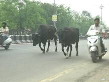 ਆਵਾਰਾ ਪਸ਼ੂ ਸੰਭਾਲਣਗੇ ਪੰਜਾਬ ਦੀਆਂ ਜੇਲ੍ਹਾਂ \'ਚ ਬੰਦ ਕੈਦੀ !