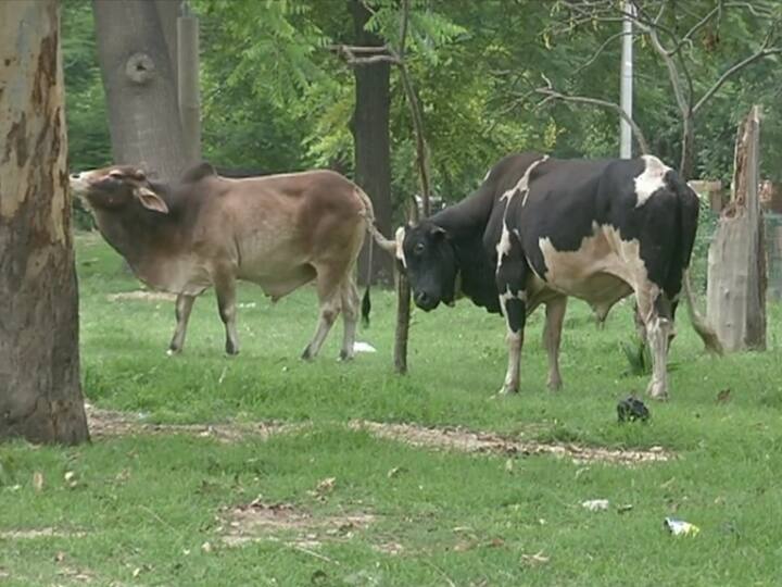 ਉਨ੍ਹਾਂ ਦੱਸਿਆ ਕਿ ਅਵਾਰਾ ਪਸ਼ੂਆਂ ਕਰਕੇ ਬਠਿੰਡਾ ਸ਼ਹਿਰ ਵਾਸੀ ਪ੍ਰੇਸ਼ਾਨ ਹੋ ਰਹੇ ਹਨ। ਰਾਤ ਵੇਲੇ ਪਸ਼ੂ ਬਾਜ਼ਾਰਾਂ ਵਿੱਚ ਡੇਰੇ ਲੈ ਲੈਂਦੇ ਹਨ ਜਿਸ ਕਰਕੇ ਆਉਣ-ਜਾਣ ਵਾਲੇ ਲੋਕਾਂ ਨੂੰ ਕਾਫੀ ਪ੍ਰੇਸ਼ਾਨੀ ਹੁੰਦੀ ਹੈ।