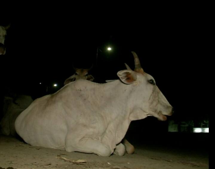 ਕੁਝ ਸਮਾਂ ਪਹਿਲਾਂ ਜੇਲ੍ਹ ਮੰਤਰੀ ਸੁਖਜਿੰਦਰ ਸਿੰਘ ਰੰਧਾਵਾ ਨੇ ਕਿਹਾ ਸੀ ਕਿ ਪੰਜਾਬ ਵਿੱਚ ਲਾਵਾਰਿਸ ਪਸ਼ੂਆਂ ਦੀ ਸਮੱਸਿਆ ਨਾਲ ਨਜਿੱਠਣ ਲਈ ਸੂਬੇ ਦੀਆਂ ਵੱਖ-ਵੱਖ ਜੇਲ੍ਹਾਂ ਵਿੱਚ ਗਊਸ਼ਾਲਾਵਾਂ ਬਣਾਈਆਂ ਜਾਣਗੀਆਂ ਤੇ ਜੇਲ੍ਹਾਂ ਅੰਦਰ ਸਜ਼ਾ ਭੁਗਤ ਰਹੇ ਕੈਦੀ ਜੇਲ੍ਹਾਂ ਵਿੱਚ ਇਨ੍ਹਾਂ ਲਾਵਾਰਿਸ ਪਸ਼ੂਆਂ ਨੂੰ ਪੱਠੇ ਪਾਉਣਗੇ। ਇਹ ਗੱਲ ਰੰਧਾਵਾ ਨੇ ਮੁਹਾਲੀ ਵਿੱਚ ਸ਼ਿਕਾਇਤ ਨਿਵਾਰਨ ਕਮੇਟੀ ਦੀ ਮੀਟਿੰਗ ਦੌਰਾਨ ਆਖੀ ਸੀ।