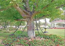 121 ਸਾਲਾਂ ਪਹਿਲਾਂ ਅੰਗੇਰਜ਼ਾਂ ਨੇ ਕੀਤਾ ਸੀ ਦਰਖਤ ਗ੍ਰਿਫਤਾਰ, ਅੱਜ ਵੀ ਜੰਜ਼ੀਰਾਂ 'ਚ ਕੈਦ