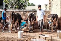 ਕਿਸਾਨਾਂ ਲਈ ਖੁਸ਼ਖਬਰੀ! ਦੁੱਧ ਦੇ ਨਵੇਂ ਭਾਅ ਅੱਜ ਤੋਂ ਲਾਗੂ