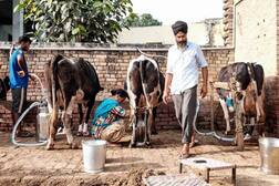 ਕਿਸਾਨਾਂ ਲਈ ਖੁਸ਼ਖਬਰੀ! ਦੁੱਧ ਦੇ ਨਵੇਂ ਭਾਅ ਅੱਜ ਤੋਂ ਲਾਗੂ