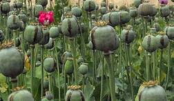 ਪੰਜਾਬ 'ਚ ਪੋਸਤ ਦੀ ਖ਼ੇਤੀ ਕਰਨ ਦੀ ਉੱਠੀ ਮੰਗ, ਕਿਸਾਨ ਯੂਨੀਅਨ ਨੇ ਚੁੱਕਿਆ ਮੁੱਦਾ