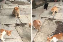 ਇਕੱਲੇ ਸੱਪ ਦੁਆਲੇ ਹੋਈਆਂ 4 ਬਿੱਲੀਆਂ, ਅਦਾਕਾਰ ਨੇ ਰਿਕਾਰਡ ਕੀਤੀ ਖੌਫ਼ਨਾਕ ਵੀਡੀਓ