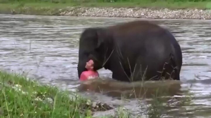 Baby elephant runs to save man from drowning. Viral video ਹਾਥੀ ਦੀ ਇਨਸਾਨੀਅਤ! ਡੁਬੱਦੇ ਬੰਦੇ ਨੂੰ ਬਚਾਇਆ, ਵੀਡੀਓ ਵਾਇਰਲ