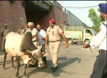ਹੁਣ ਪੰਜਾਬ ਪੁਲਿਸ ਕੱਢੇਗੀ ਆਵਾਰਾ ਪਸ਼ੂਆਂ ਦਾ ਹੱਲ, ਮੁਲਾਜ਼ਮਾਂ ਦੀ ਲੱਗੀ ਡਿਊਟੀ