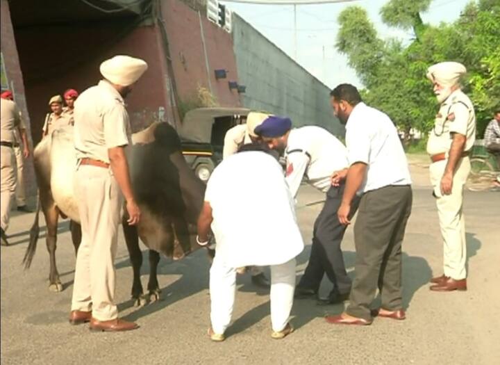 ਅਜਿਹੇ ‘ਚ ਪੰਜਾਬ ਦੇ ਲੋਕਾਂ ਦੀ ਸੁਰੱਖਿਆ ਦਾ ਨਵਾਂ ਉਪਰਾਲਾ ਪੰਜਾਬ ਪੁਲਿਸ ਨੇ ਸ਼ੁਰੂ ਕੀਤਾ ਹੈ। ਇਸ ਤਹਿਤ ਬਠਿੰਡਾ ਪੁਲਿਸ ਆਵਾਰਾ ਪਸ਼ੂਆਂ ਕਰਕੇ ਹੋ ਰਹੇ ਹਾਦਸਿਆਂ ਕਰਕੇ ਕਾਫੀ ਫਿਕਰਮੰਦ ਨਜ਼ਰ ਆਈ।