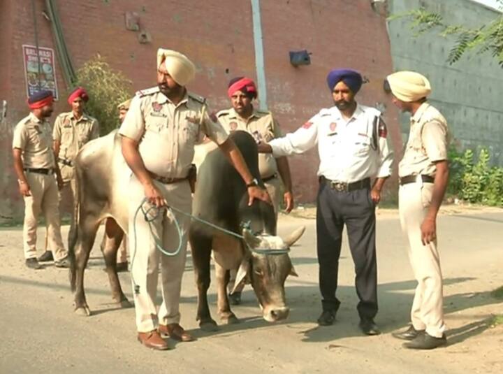 ਬਠਿੰਡਾ ਪੁਲਿਸ ਦੇ ਦਰਜਨਾਂ ਮੁਲਾਜ਼ਮਾਂ ਨੇ ਸ਼ਹਿਰ ਦੇ ਵੱਖ-ਵੱਖ ਥਾਂਵਾਂ ‘ਤੇ ਫਿਰਦੇ ਆਵਾਰਾ ਪਸ਼ੂਆਂ ਨੂੰ ਨਜ਼ਦੀਕੀ ਗਊਸ਼ਾਲਾ ਪਹੁੰਚਾਉਣ ਦਾ ਕੰਮ ਕੀਤਾ। ਇਸ ਬਾਰੇ ਡੀਐਸਪੀ ਗੁਰਜੀਤ ਸਿੰਘ ਰੋਮਾਣਾ ਨੇ ਕਿਹਾ ਕਿ ਇਹ ਫੈਸਲਾ ਸਾਰੇ ਵੱਡੇ ਅਧਿਕਾਰੀਆਂ ਨੇ ਮੀਟਿੰਗ ਦੌਰਾਨ ਲਿਆ।