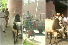 ਹੁਣ ਪੰਜਾਬ ਪੁਲਿਸ ਕੱਢੇਗੀ ਆਵਾਰਾ ਪਸ਼ੂਆਂ ਦਾ ਹੱਲ, ਮੁਲਾਜ਼ਮਾਂ ਦੀ ਲੱਗੀ ਡਿਊਟੀ