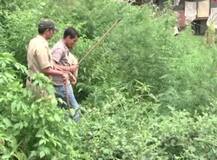 ਭੰਗ ਤੇ ਅਫ਼ੀਮ ਦੀ ਨਾਜਾਇਜ਼ ਖੇਤੀ ਕਰਨ ਵਾਲੇ ਸਾਵਧਾਨ, ਡ੍ਰੋਨ ਰੱਖੇਗਾ ਬਾਜ਼ ਨਜ਼ਰ