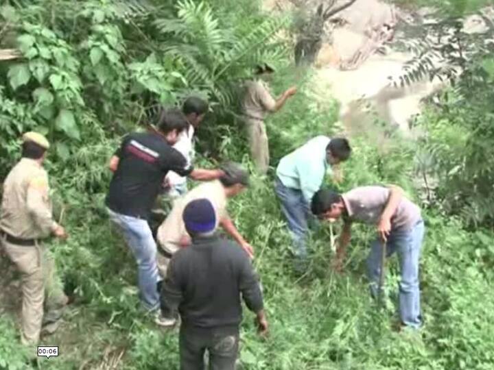 ਹਿਮਾਚਲ ਪ੍ਰਦੇਸ਼ ਦੇ ਕੁਝ ਦੂਰ-ਦੁਰੇਡੇ ਦੇ ਪਹਾੜੀ ਖੇਤਰਾਂ ਵਿੱਚ ਭੰਗ ਤੇ ਅਫ਼ੀਮ ਦੀ ਖੇਤੀ ਦੀਆਂ ਸ਼ਿਕਾਇਤਾਂ ਆ ਰਹੀਆਂ ਹਨ। 