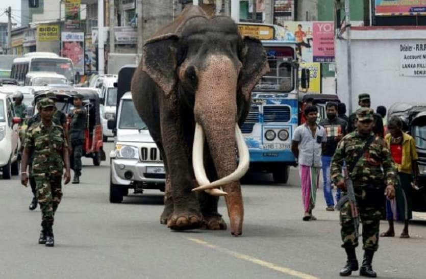 armed-soldiers-will-protect-sri-lanka-biggest-elephant-government-approved ਦੇਸ਼ ਦੇ ਸਭ ਤੋਂ ਵੱਡੇ ਹਾਥੀ ਦੀ ਰਾਖੀ 'ਤੇ ਲਾਈ ਫੌਜ