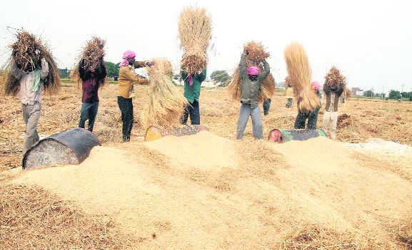 paddy procurement start today ਮੰਡੀਆਂ 'ਚ ਝੋਨੇ ਦੀ ਸਰਕਾਰੀ ਖਰੀਦ ਸ਼ੁਰੂ, ਬਾਰਸ਼ ਨੇ ਲਾਈ ਵਾਢੀ ਨੂੰ ਬ੍ਰੇਕ