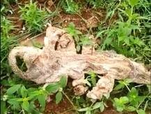 ਵਾਇਰਲ ਹੋਈ ਸੱਤ ਸਿਰਾਂ ਵਾਲੇ ਸੱਪ ਦੀ ਕੁੰਜ, ਲੋਕ ਕਰ ਰਹੇ ਪੂਜਾ-ਪਾਠ