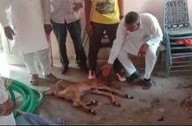 ਪੰਜਾਬ ਦੀ ਇਕਲੌਤੀ ਵਾਈਲਡ ਲਾਈਫ ਸੈਂਚੁਰੀ \'ਚ ਰੋਜ਼ਾਨਾ ਮਰ ਰਹੇ ਕਾਲੇ ਹਿਰਨ, ਬਿਸ਼ਨੋਈ ਸਮਾਜ ਨੇ ਲਾਇਆ ਧਰਨਾ