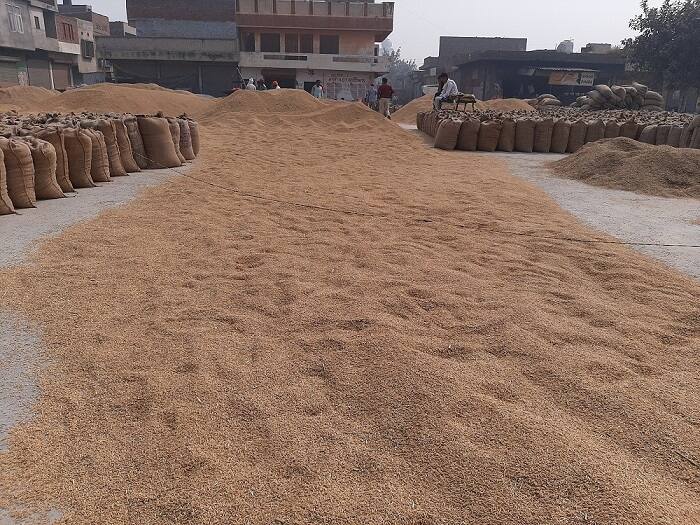 ਦੂਜੇ ਪਾਸੇ ਅਧਿਕਾਰੀਆਂ ਨੇ ਕਿਹਾ ਪਿਛਲੇ ਸਾਲ ਮੀਂਹ ਦੇ ਜ਼ਿਆਦਾ ਪੈਣ ਦੇ ਕਾਰਨ ਇਨ੍ਹਾਂ ਦੀ ਫ਼ਸਲ ਦਾ ਝਾੜ ਘੱਟ ਹੋਇਆ ਹੈ ਪਰ ਸਾਡੇ ਖੇਤੀਬਾੜੀ ਅਧਿਕਾਰੀਆਂ ਵੱਲੋਂ ਸਮੇਂ-ਸਮੇਂ ਤੇ ਜਾ ਕੇ ਪਿੰਡਾਂ ਵਿੱਚ ਜਾਗਰੂਕ ਕੈਂਪ ਲਾਏ ਜਾਂਦੇ ਹਨ। ਕਿਸਾਨਾਂ ਨੂੰ ਉਨ੍ਹਾਂ ਦੀ ਫ਼ਸਲਾਂ ਦੀ ਸਪਰੇਅ ਬਾਰੇ ਦੱਸਿਆ ਜਾਂਦਾ ਹੈ।