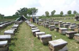 ਸਹਾਇਕ ਧੰਦੇ 'ਤੇ ਕਾਲੇ ਕਾਰੋਬਾਰ ਦੀ ਮਾਰ, ਮੱਖੀ ਪਾਲਕਾਂ ਦਾ ਮੋਟਾ ਨੁਕਸਾਨ