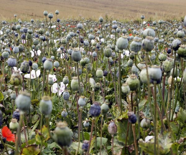 Opium 'infamous' only because of drugs, very few people know this benefit, panacea cure for many diseases ਸਿਰਫ ਨਸ਼ੇ ਕਰਕੇ ਅਫੀਮ 'ਬਦਨਾਮ', ਬਹੁਤ ਘੱਟ ਲੋਕ ਜਾਣਦੇ ਇਸ ਫਾਇਦੇ, ਕਈ ਬਿਮਾਰੀਆਂ ਦਾ ਰਾਮਬਾਨ ਇਲਾਜ