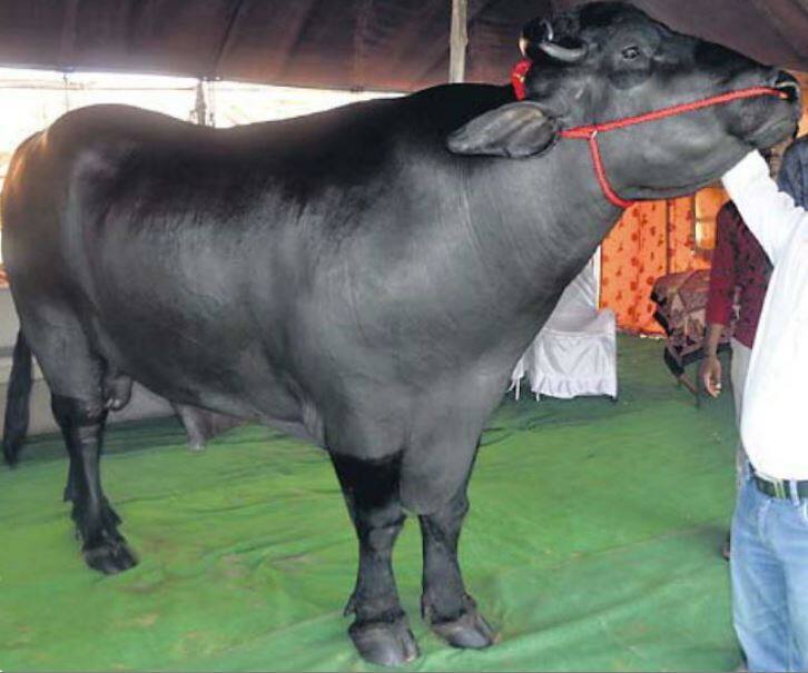 pushkar fair 2019 murra breed buffalo of 14 crores ਝੋਟੇ ਦੀ ਕੀਮਤ 14 ਕਰੋੜ, 1300 ਕਿਲੋ ਵਜ਼ਨ, ਕਾਜੂ, ਬਦਾਮ ਤੇ ਮੱਖਣ ਖੁਰਾਕ